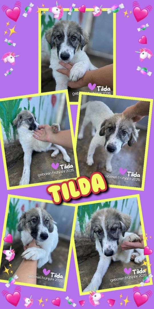 Tilda, Mischling, Aufenthalt in Rumänien, Botoșani
