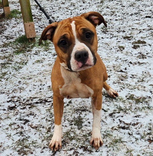 Kyra, Pitbull/ Am. Staff Mix, Stuttgart