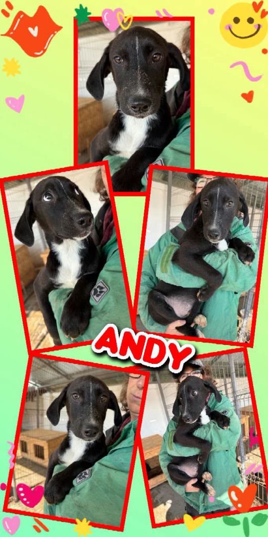 Andy, Mischling, Aufenthalt in Rumänien, Botosani