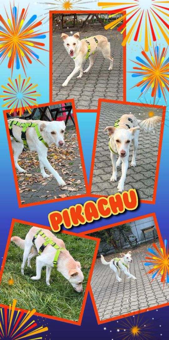 Pikachu, Mischling, Aufenthalt in Deutschland, Vorra