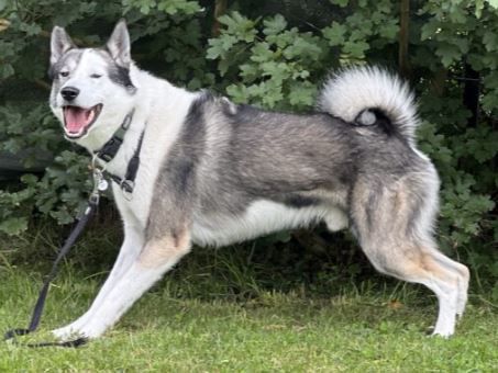 Baxter, American-Inu, Pflegestelle in Deutschland, Kropstädt
