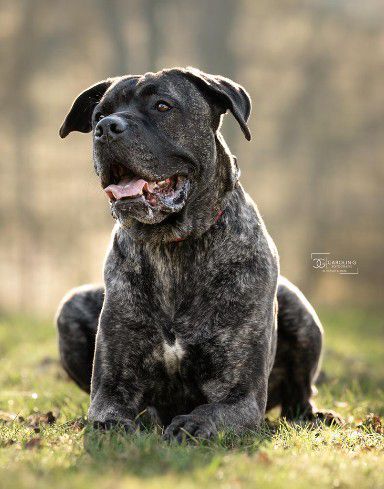 Puella, Cane Corso, Stuttgart
