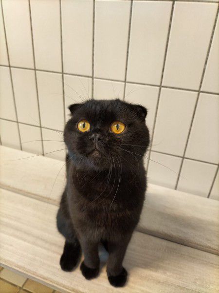 Scotty, Scottish Fold, Stuttgart
