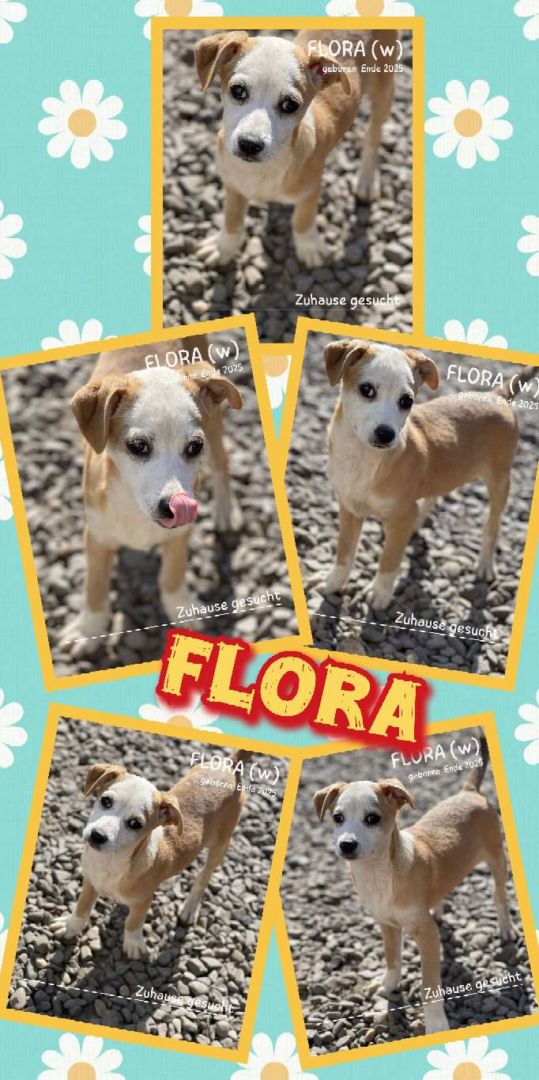 Flora, Mischling, Aufenthalt in Rumänien, Botoșani