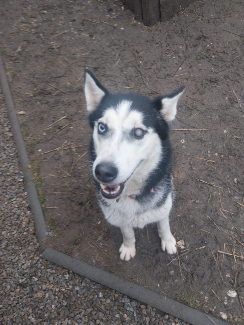 Akira, Husky, Pflegestelle in Slowakei, Hurbanovo