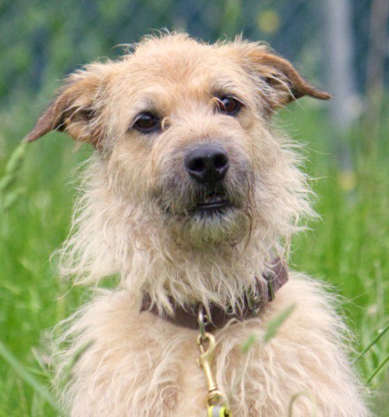 Merlin, Schnauzer-Schäferhund-Mix, Stuttgart