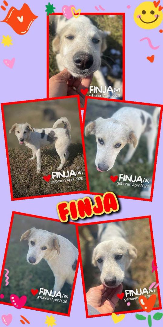 Finja, Mischling, Aufenthalt in Rumänien, Botoșani
