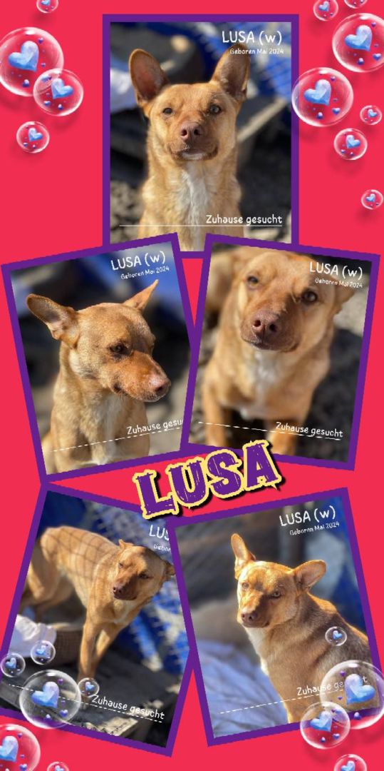 Lusa, Mischling, Aufenthalt in Rumänien