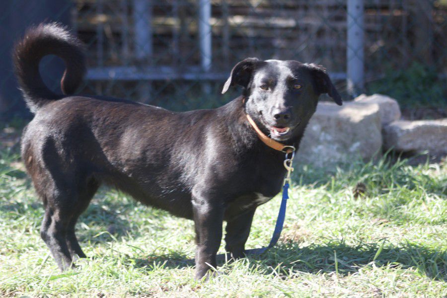 Jana, Foxterrier-Dackel-Mix, Stuttgart
