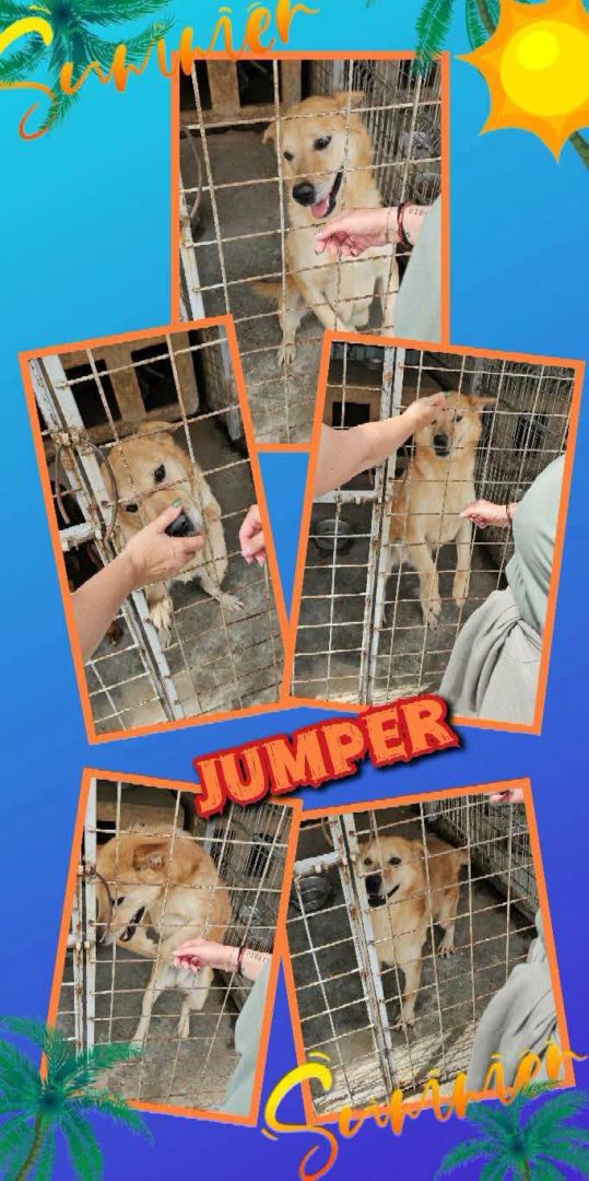 Jumper, Mischling, Aufenthalt in Rumänien, Botoșani