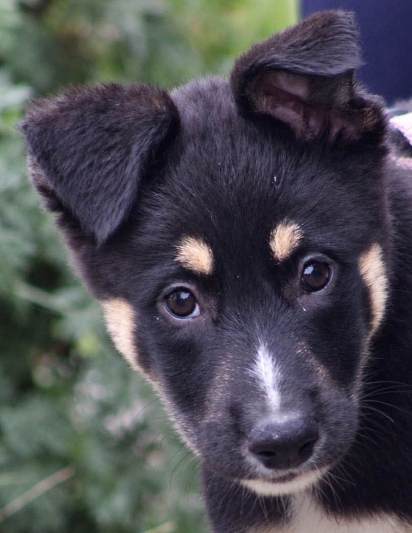 ❤ Knuffige Shania sucht liebe Familie ❤, Mischling, Dittelbrunn