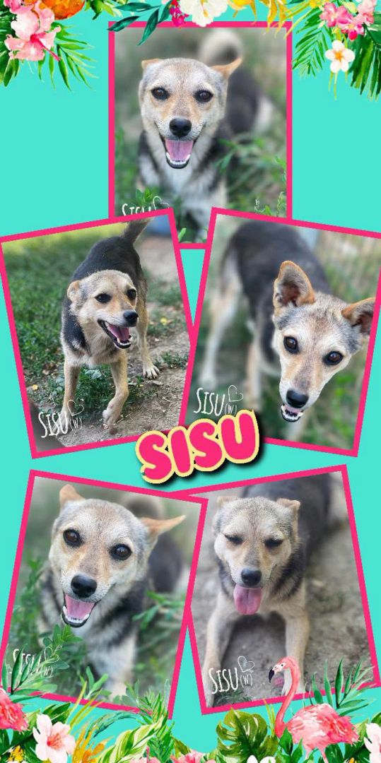 Sisu, Mischling, Aufenthalt in Rumänien, Botoșani
