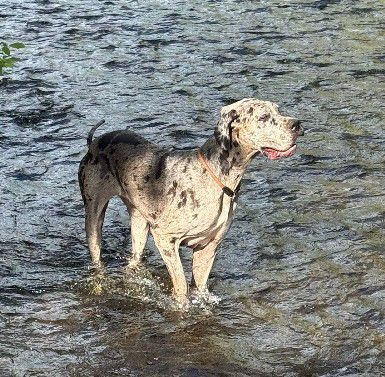 Olympia, Deutsche Dogge, Stuttgart