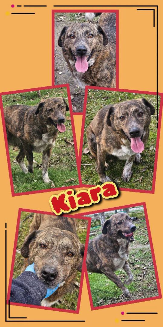 Kiara, Mischling, Aufenthalt in Rumänien