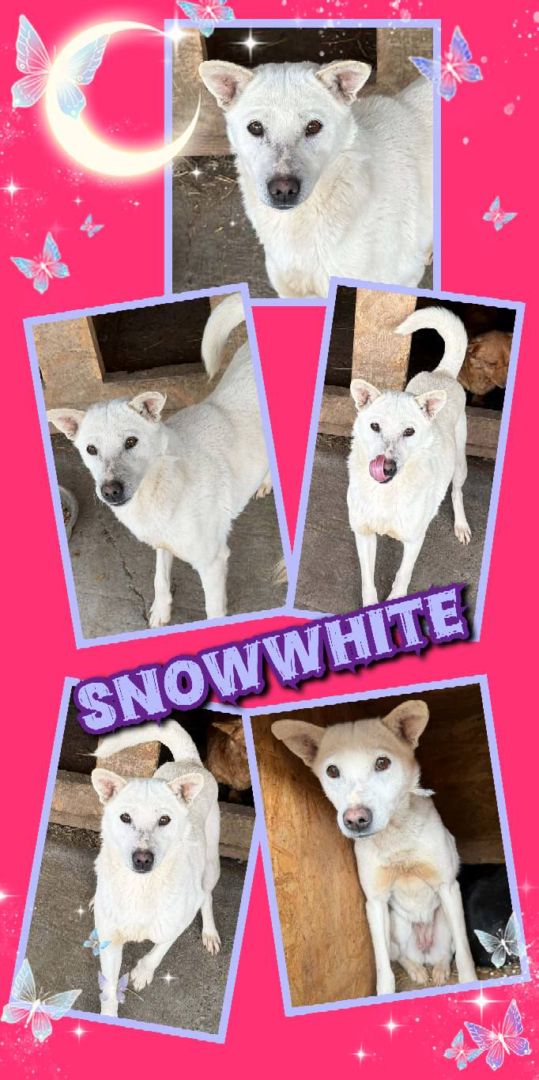 Snowwhite, Mischling, Aufenthalt in Rumänien