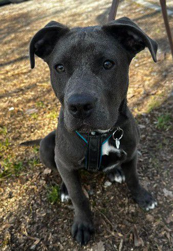 Zula, American Staffordshire-Terrier-Mix, Pflegestelle in Deutschland