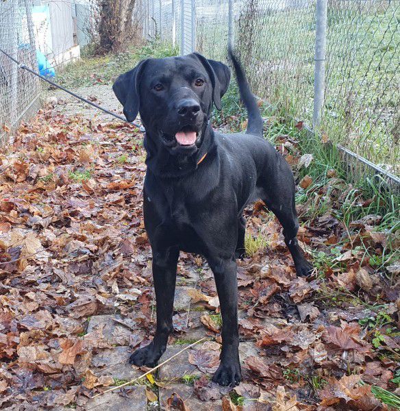 Odin, Rhodesien-Ridgeback-Labrador-Mix, Stuttgart