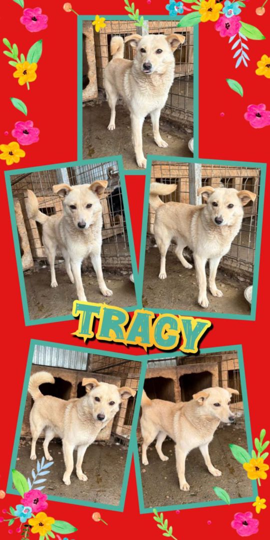 Tracy, Mischling, Aufenthalt in Rumänien