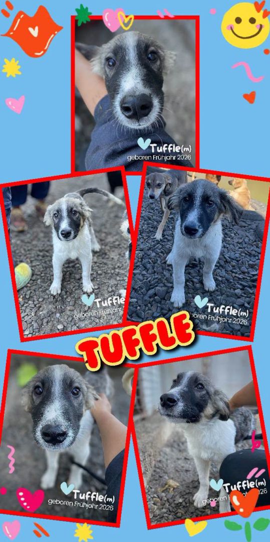 Tuffle, Mischling, Aufenthalt in Rumänien, Botoșani