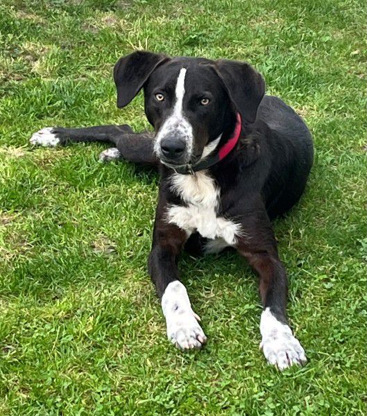Elmo, Dt. Kurzhaar Labrador Mix, Stuttgart
