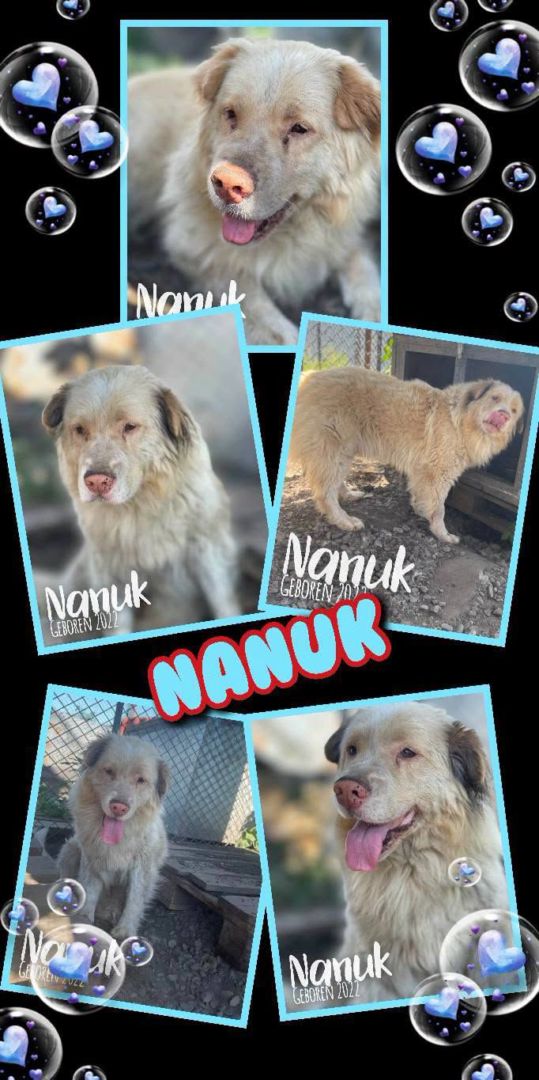 Nanuk, Mischling, Aufenthalt in Rumänien, Botoșani