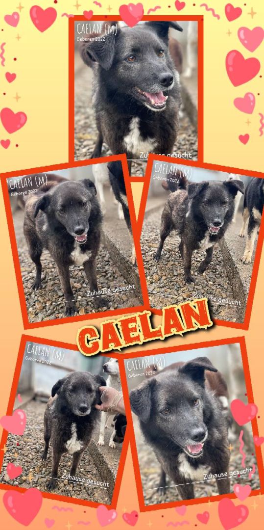 Caelan, Mischling, Aufenthalt in Rumänien, Botoșani