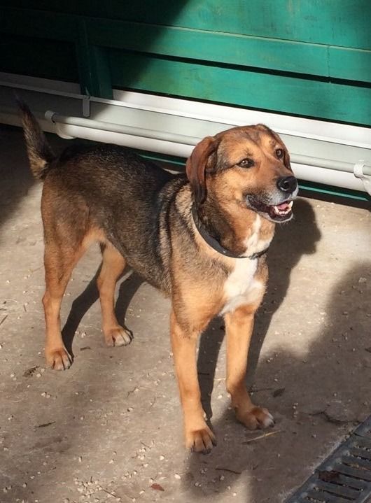 Tina, Mischling, Aufenthalt in Deutschland, Brietlingen