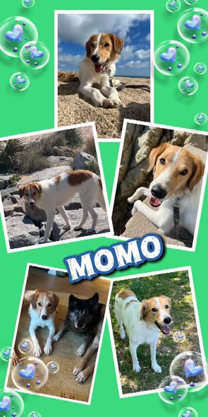 Momo, Mischling, Aufenthalt in Deutschland, München