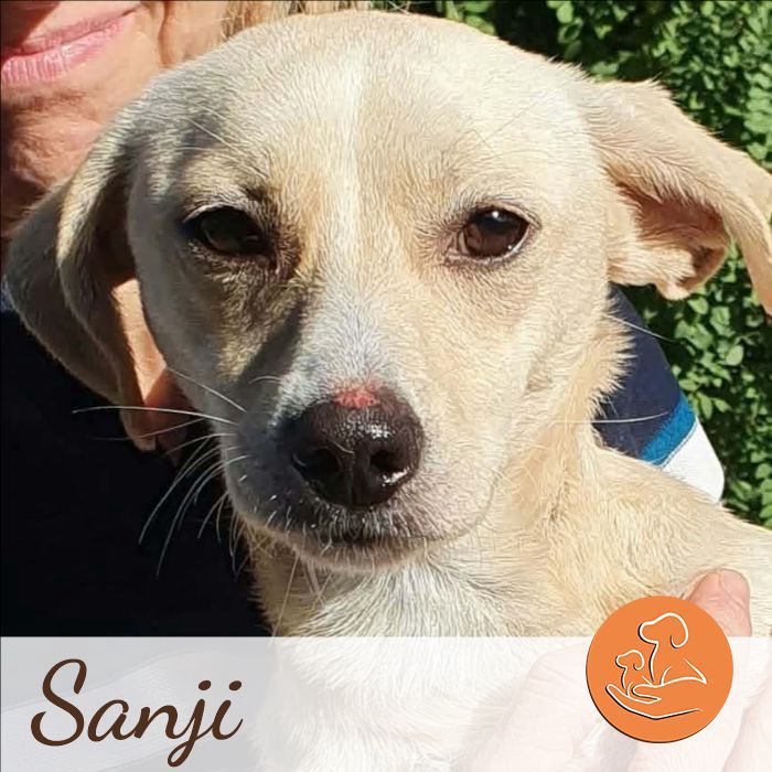 Sanji, Mischling, Dorsten