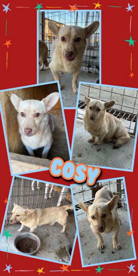 Cosy, Mischling, Aufenthalt in Rumänien, Rumänien Botosani