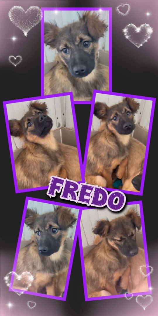 Fredo, Mischling, Aufenthalt in Rumänien
