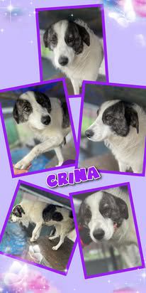 Crina, Mischling, Aufenthalt in Rumänien, Botoșani
