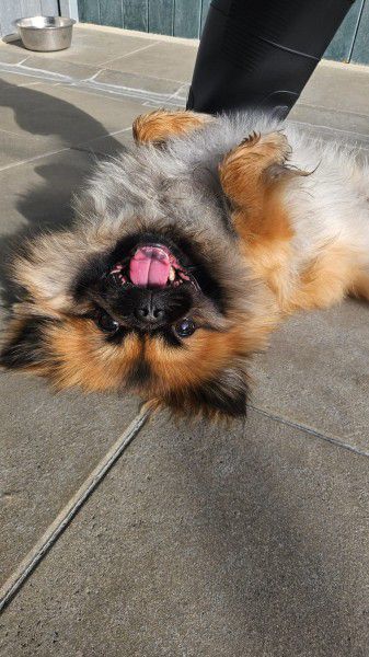Lio, Pekinese, Stuttgart