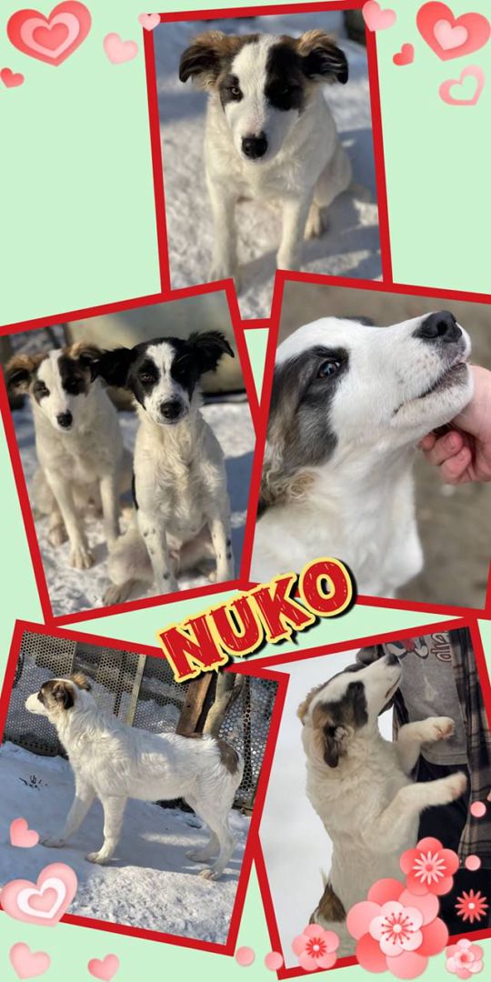 Nuko, Mischling, Aufenthalt in Rumänien, Botosani