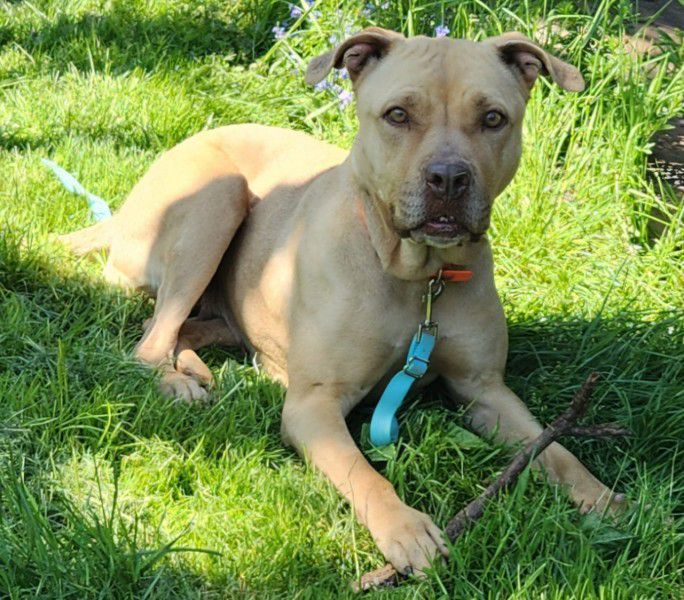 Lotti, Pitbull-Mix, Stuttgart