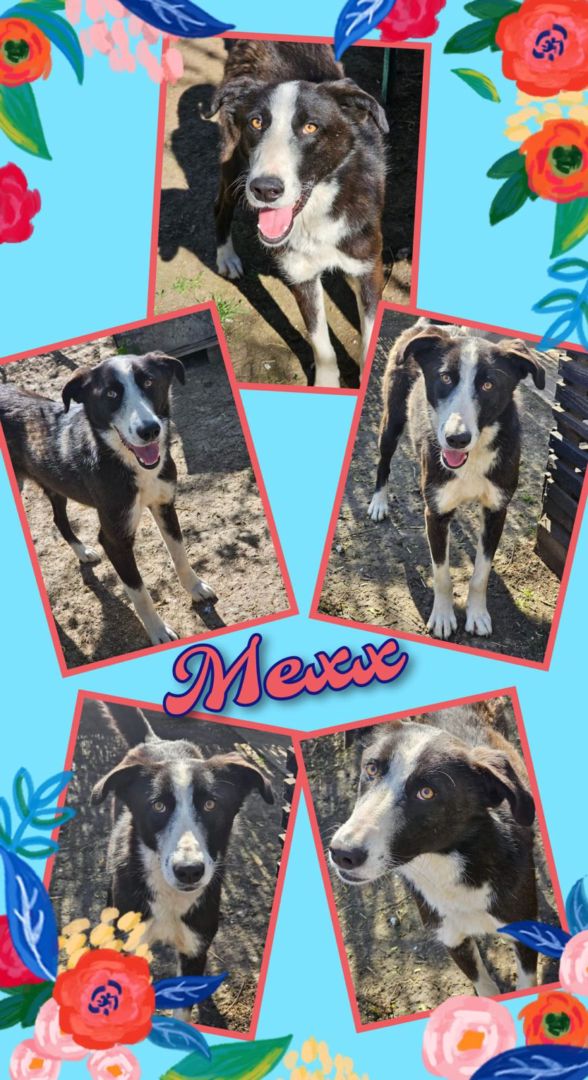 Mexx, Mischling, Aufenthalt in Rumänien, Botoșani