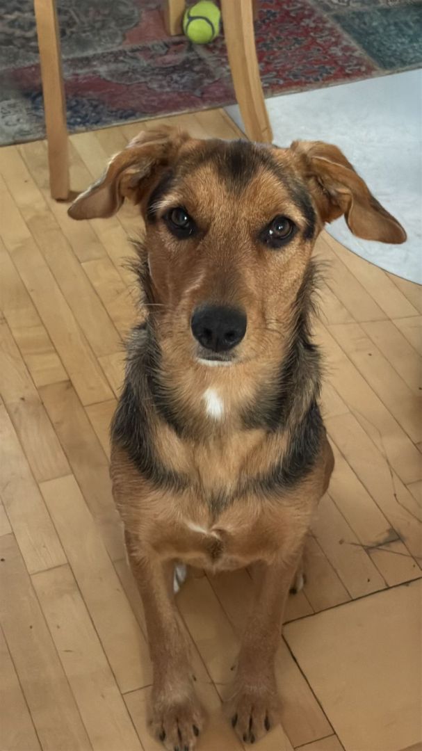 Laika, Mischling, Hagen