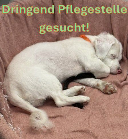 Baster, Kleinspitz-Mix, Stuttgart