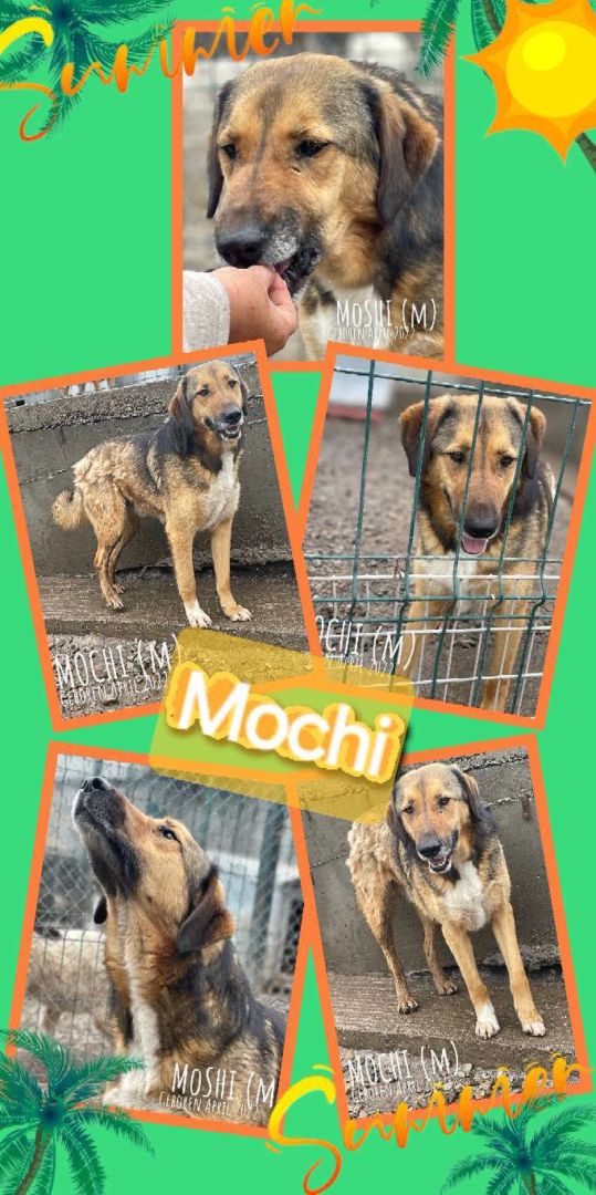 Mochi, Mischling, Aufenthalt in Rumänien, Botoșani