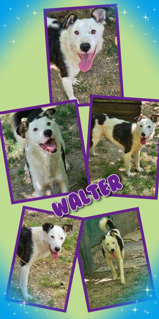 Walter, Mischling, Aufenthalt in Rumänien, Constanta