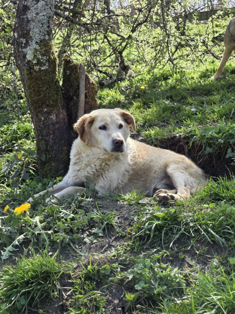 Zeus, Mischling, Kitzingen