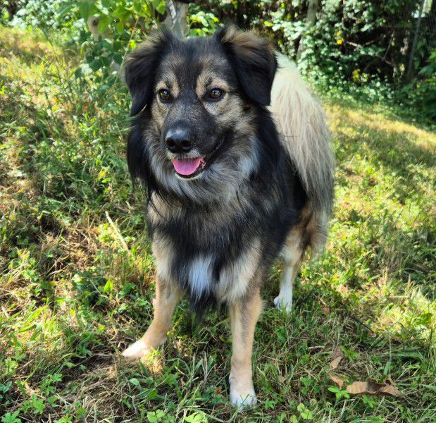 Attila, Altdeutscher - Schäferhund-Mix, Stuttgart