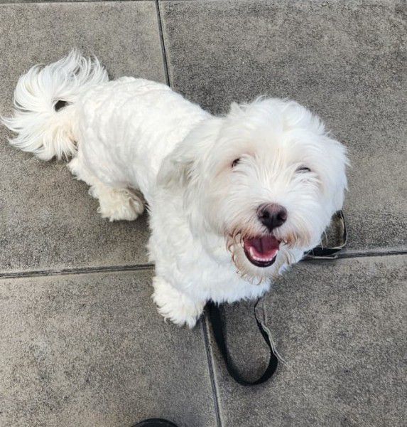 Fabian, Bichon a poil frise, Stuttgart