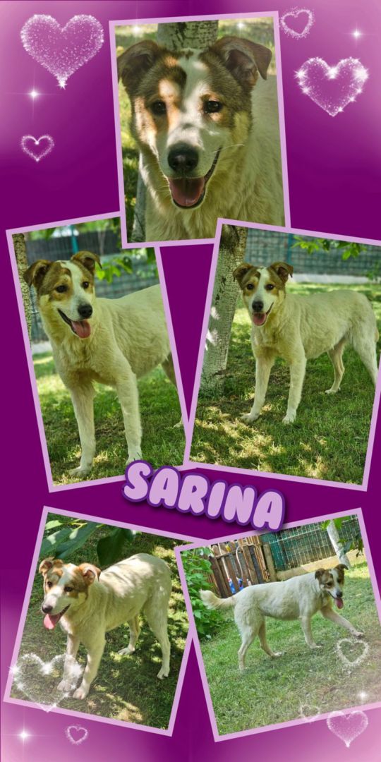 Sarina, Mischling, Aufenthalt in Rumänien