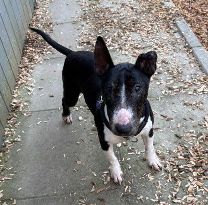 Kim, Miniatur Bullterrier, Stuttgart