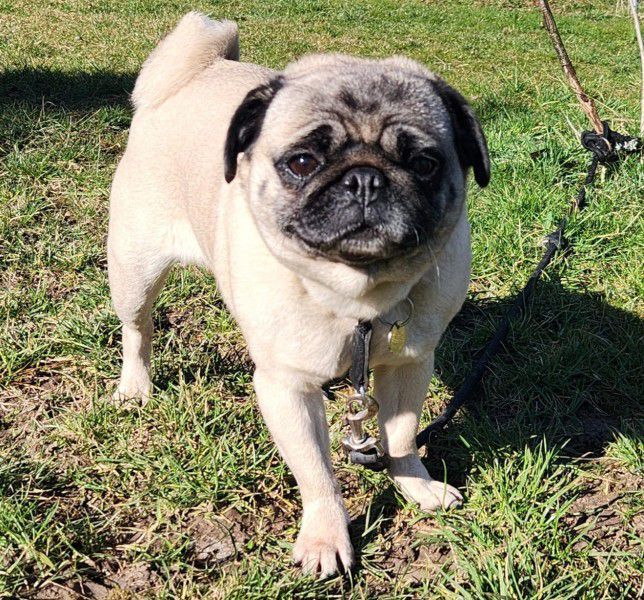 Chapa, Mops, Stuttgart