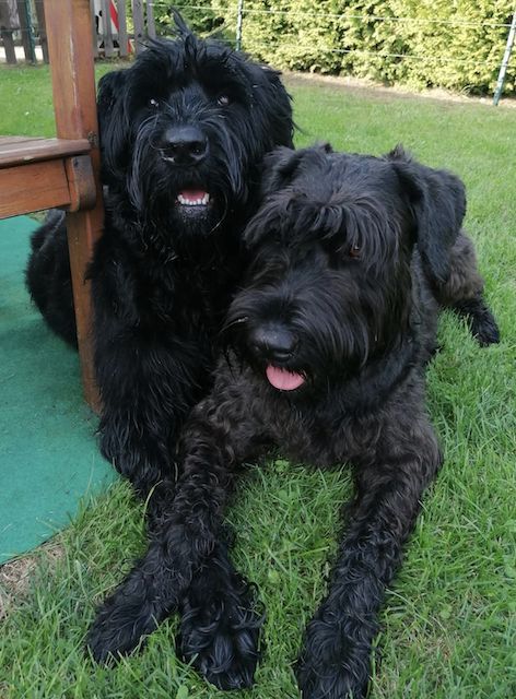 Betta und Addo, Riesenschnauzer, Pegnitz