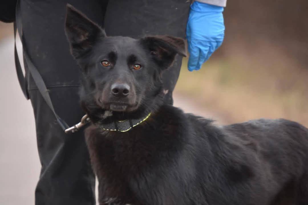 Kassandra, Schäferhund-Mix, Burgsinn