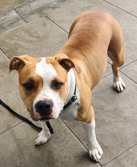 Susi, American Staffordshire-Mix, Stuttgart