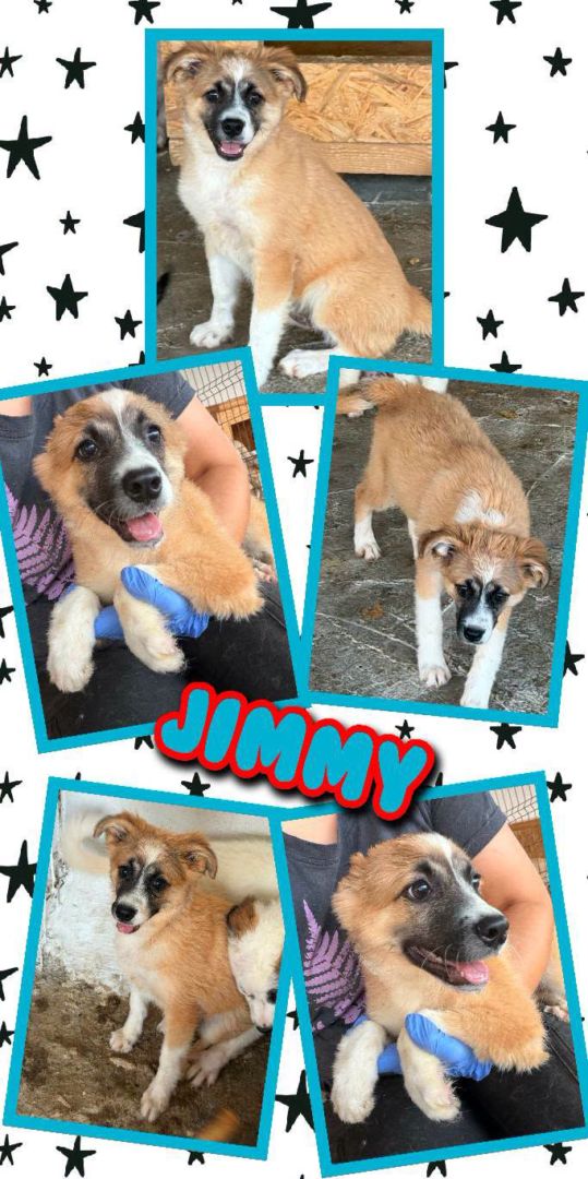 Jimmy, Mischling Welpe, Aufenthalt in Rumänien, Botosani